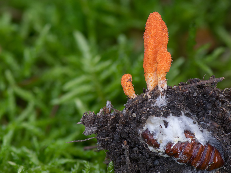 Cordyceps militaris